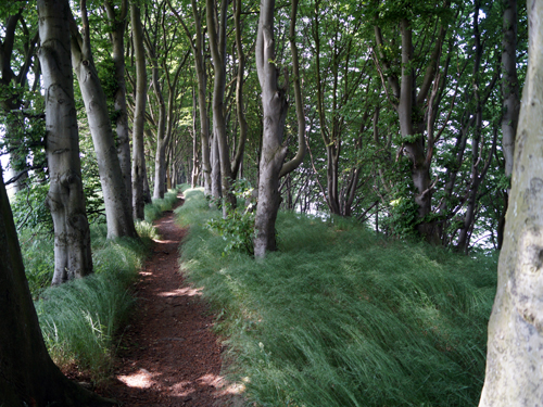 Ostseeradweg - Steilküste - Kap Arkona