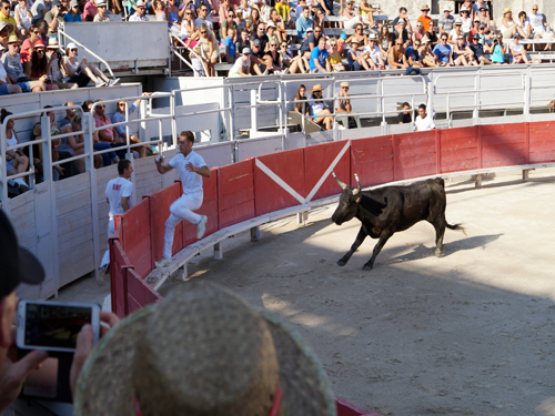 Course Camarguaise - französischer Stierkampf 