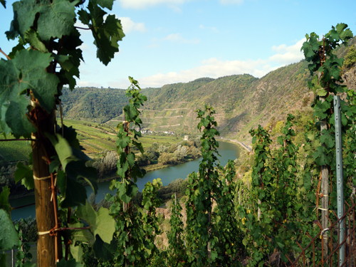 Mosel Weinberge Reisebericht